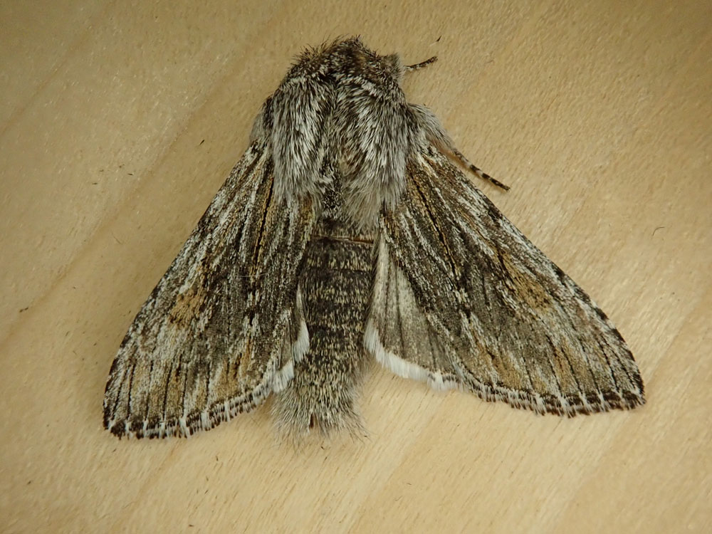 Early Spring Mothing Highlights - Montana Moth Project - Northern ...