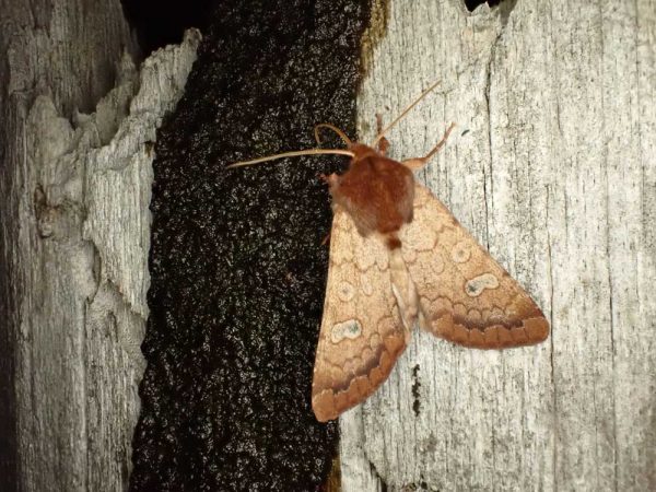 Citizen Science - Montana Moth Project - Northern Rockies Research